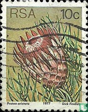 Protea 
