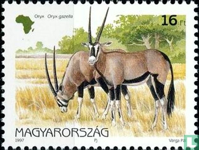 Oryx gazelle