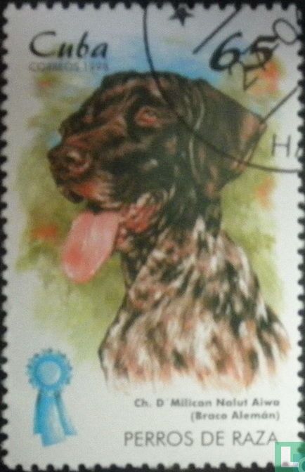 Hunde