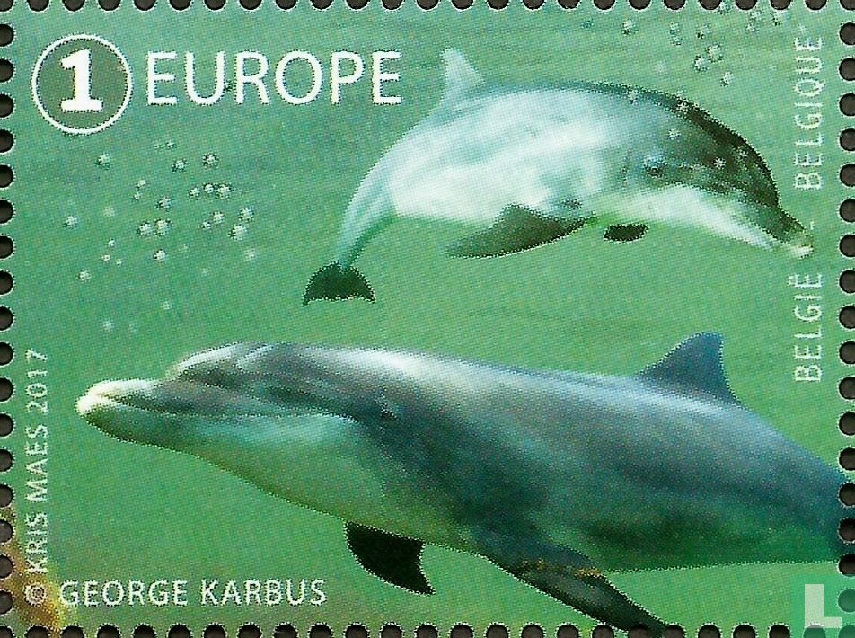 Common Bottlenose Dolphin