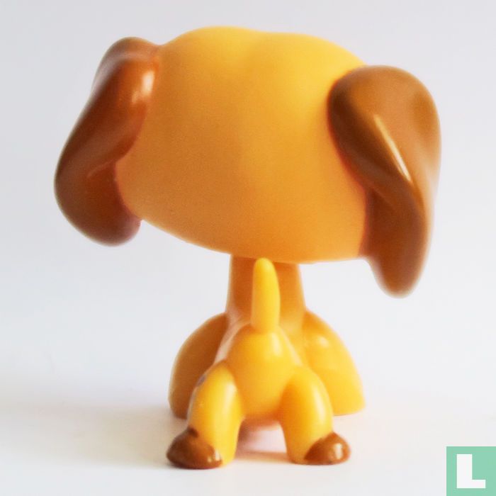 Dachshund  
