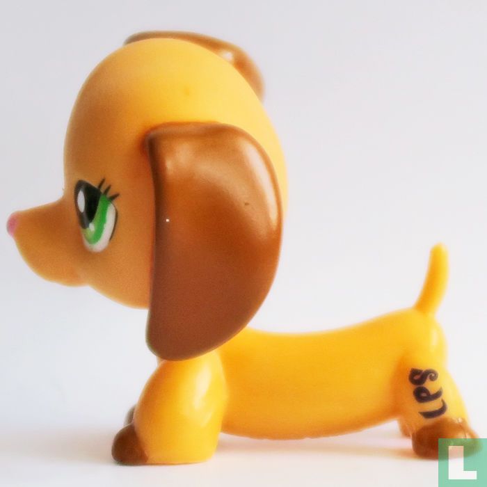 Dachshund  