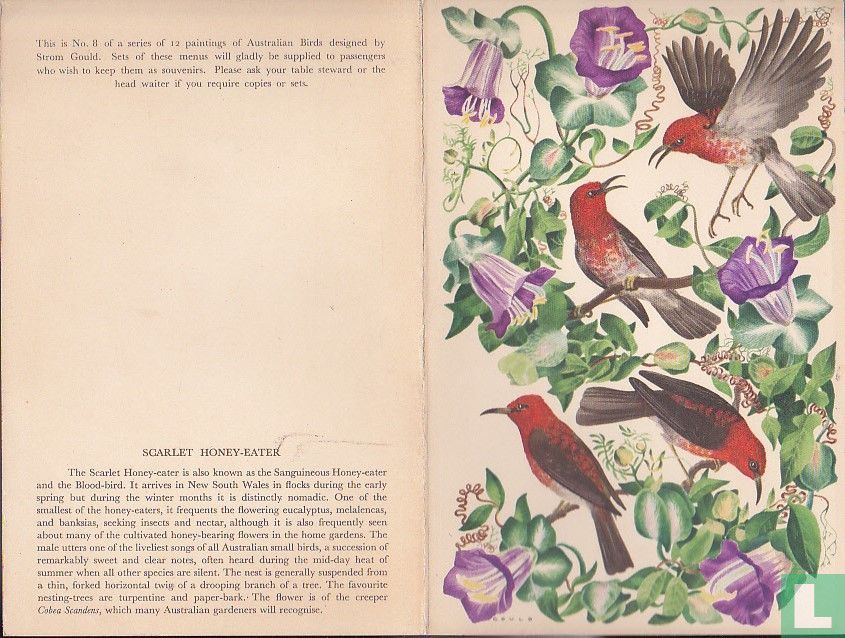 Scarlet-Honey-Eater