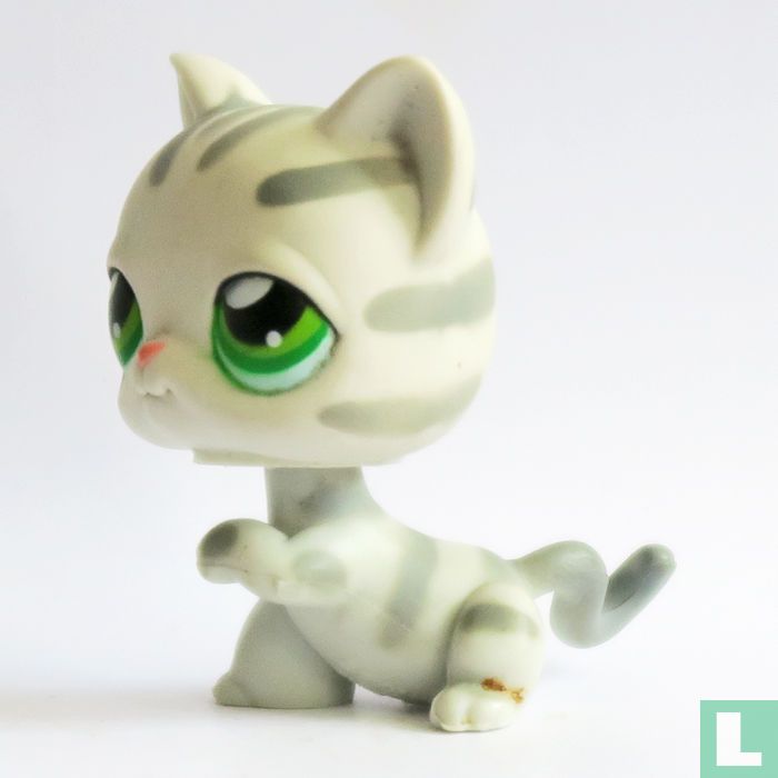 Kortharige kat