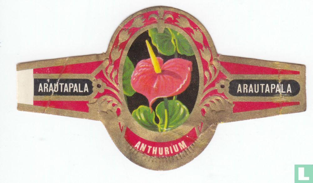 Anthurium