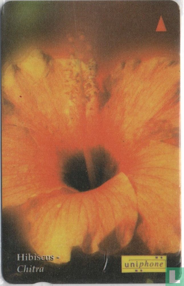 Hibiscus Yellow
