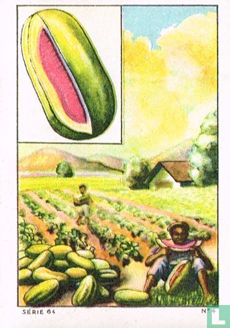 Pastéque ou Melon d'eau