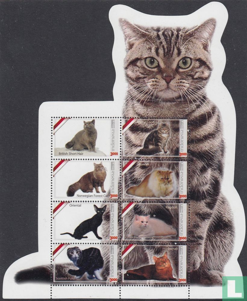 chats