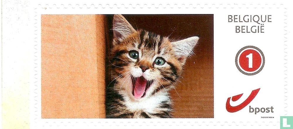 Kittens 