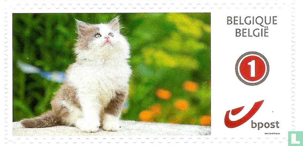 Chatons  