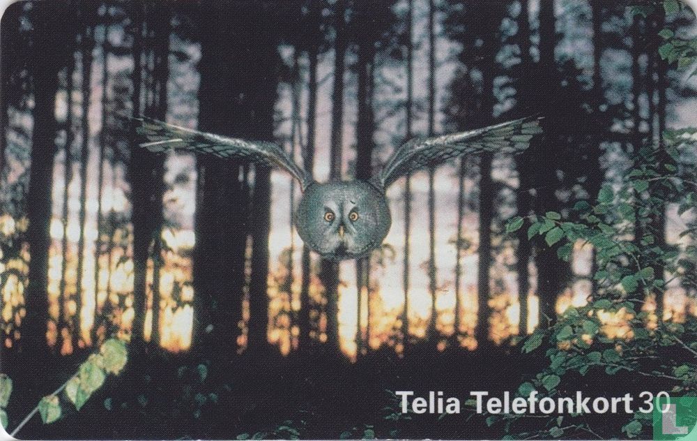 Owl