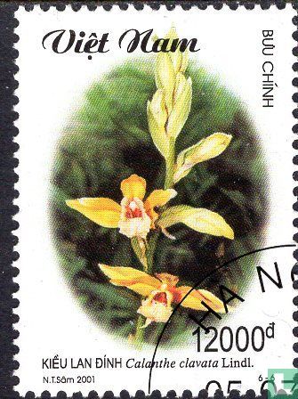 Orchids