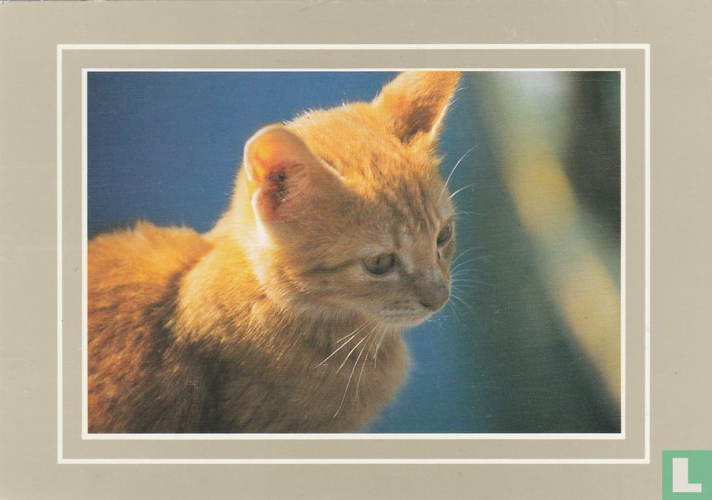 Kat