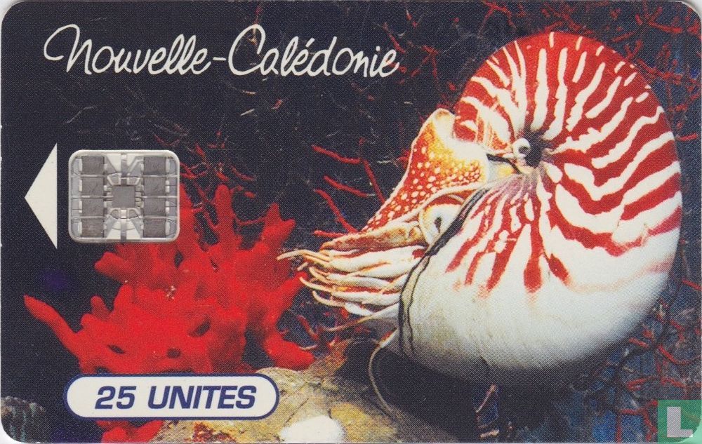 Nautilus Marcomphalus