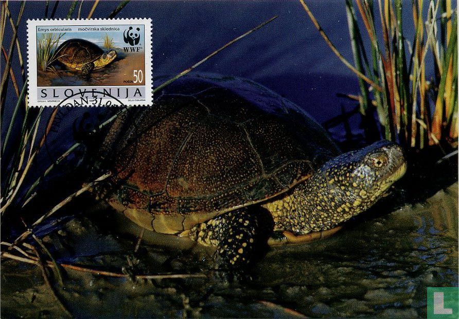 Terrapin européenne