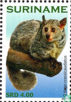 Galago à queue touffue