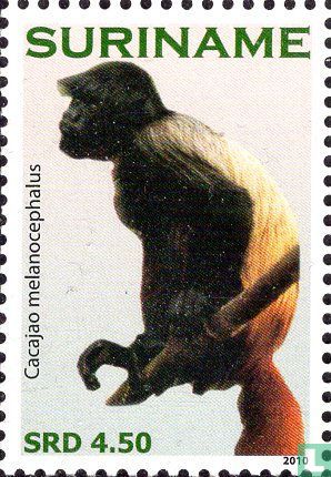 Schwarzgesicht-Uakari