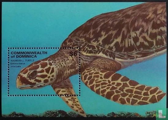 Les tortues de mer