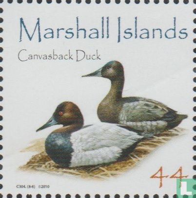 Canvasback