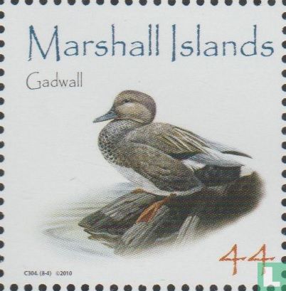 Gadwall