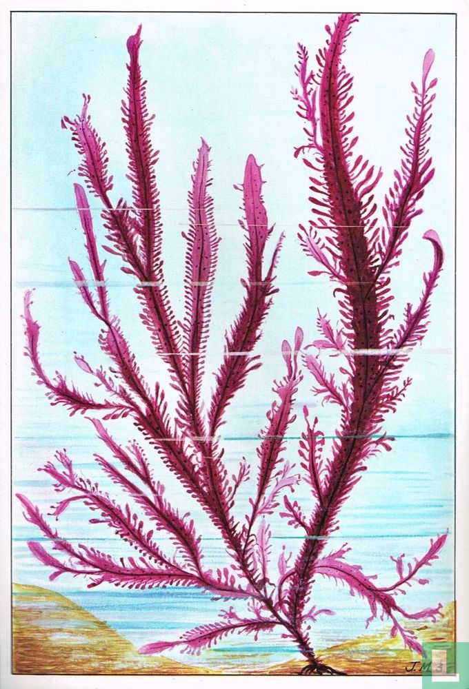 Suhria vittata