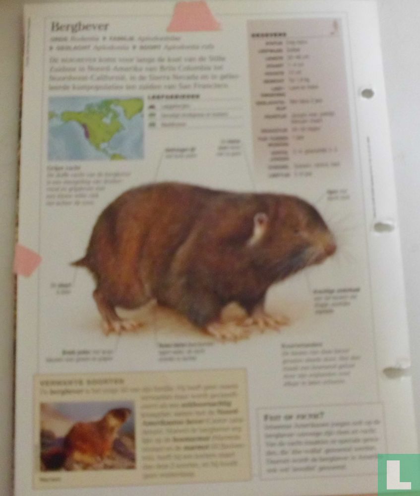 Bergbever