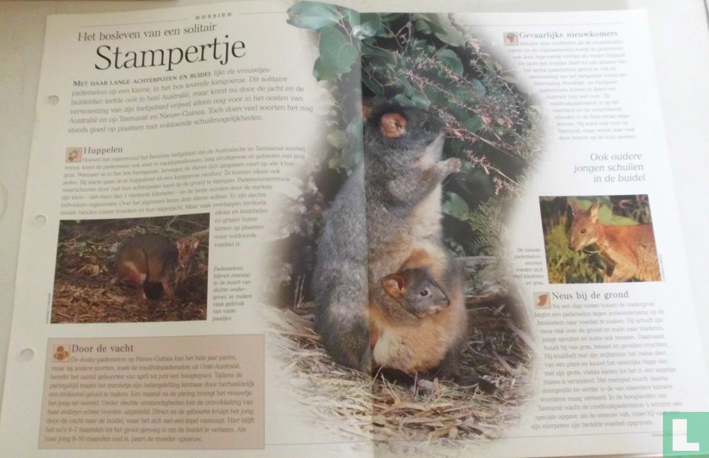 Pademelon