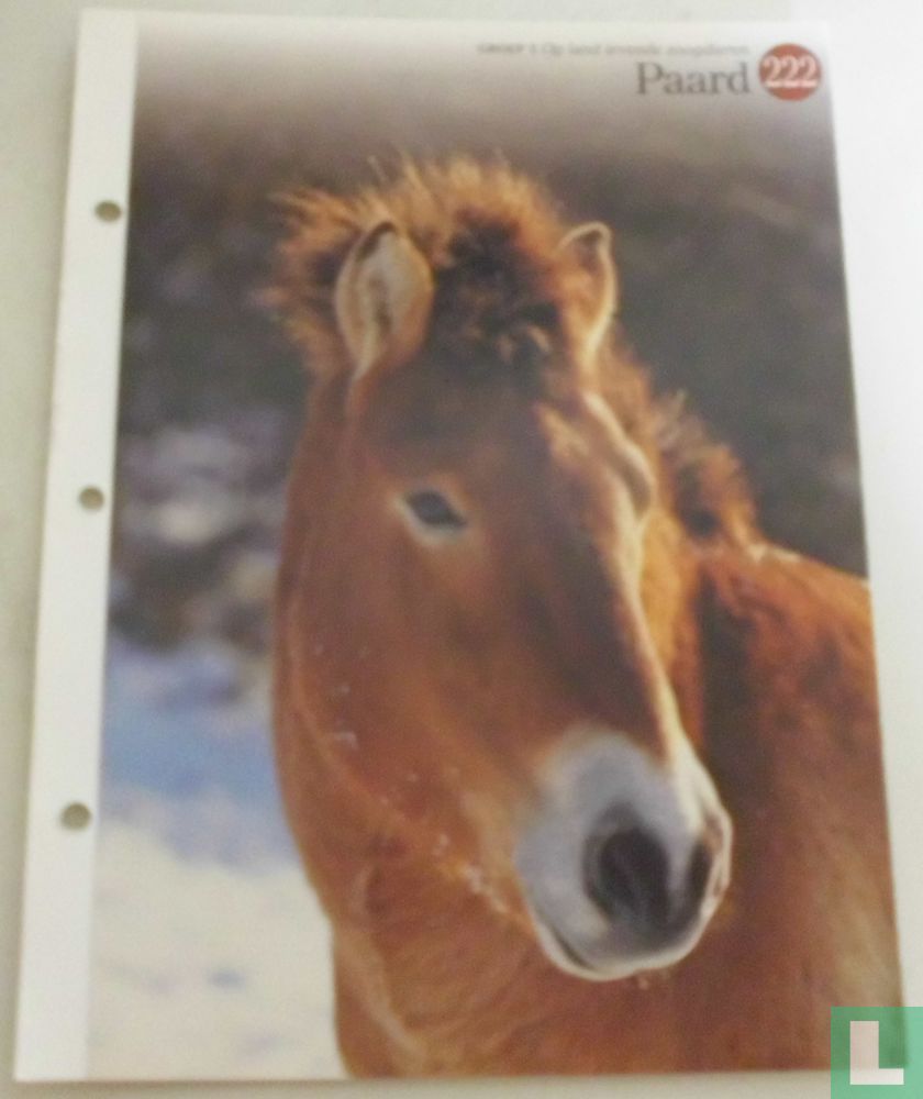 Paard