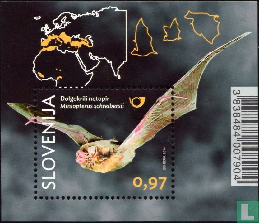 chauves-souris