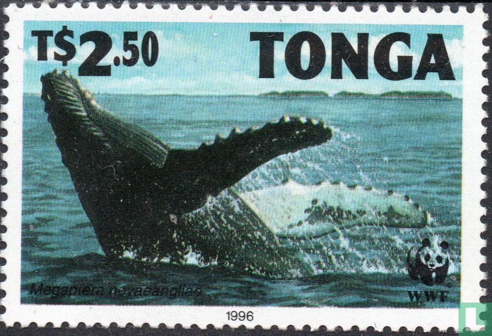 Baleine à bosse