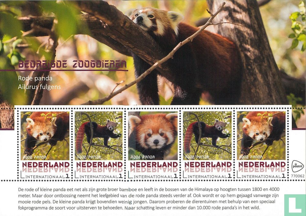 Red panda