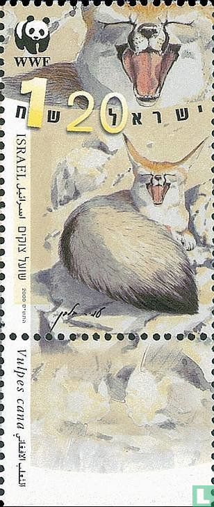 Blanford fox