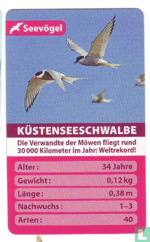 Küstenseeschwalbe