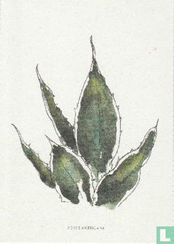 Agave Americana