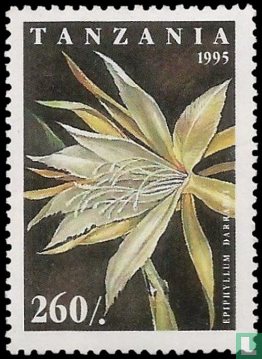 Fleurs de cactus