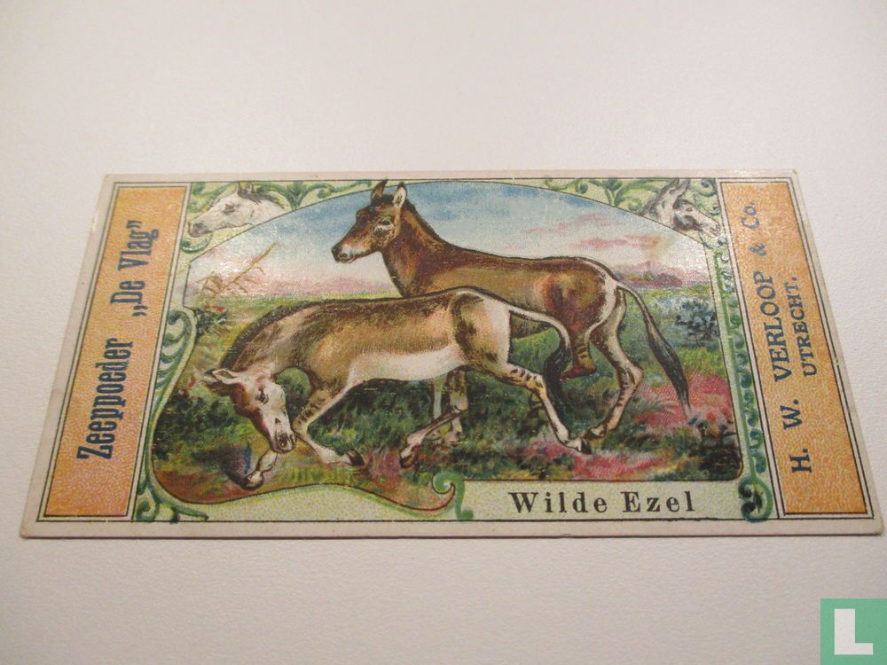 wilde ezel