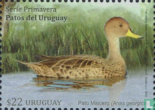 Canards 