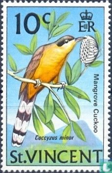 Coulicou manioc
