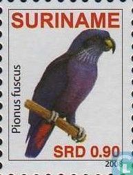 Dusky Parrot