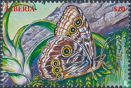 Butterflies   