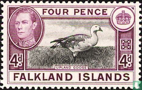 Magellan Goose