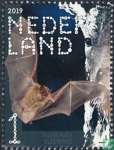 Wimperfledermaus