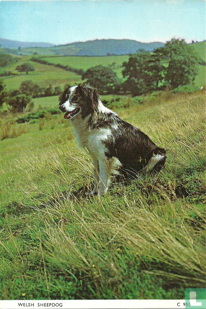 Welsh Sheepdog