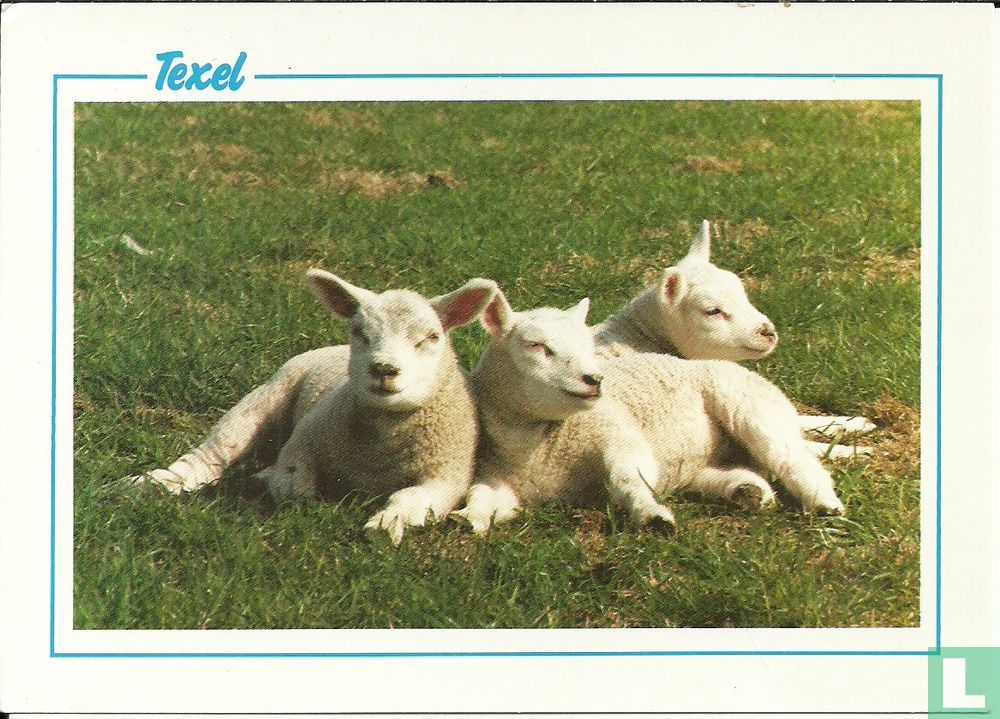Texel afb.3 lammetjes - Stuurman Drukwerk, Sneek, Telefoon 05150 ...
