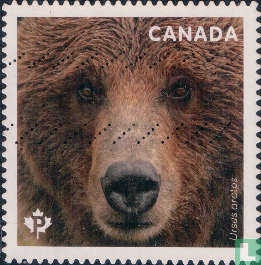 Grizzly Bear