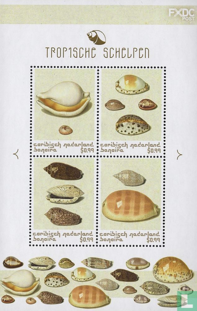 Tropical shells - Bonaire