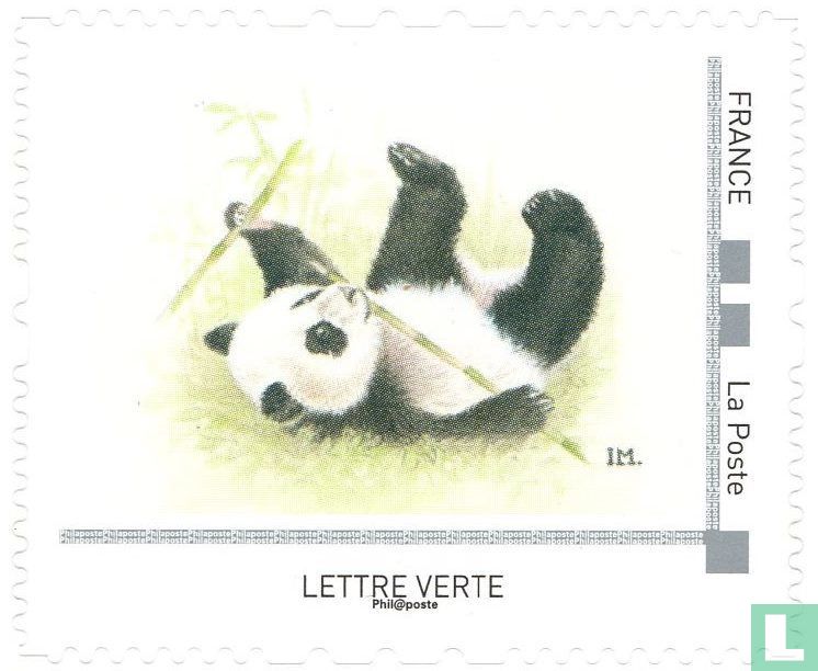 Panda bear