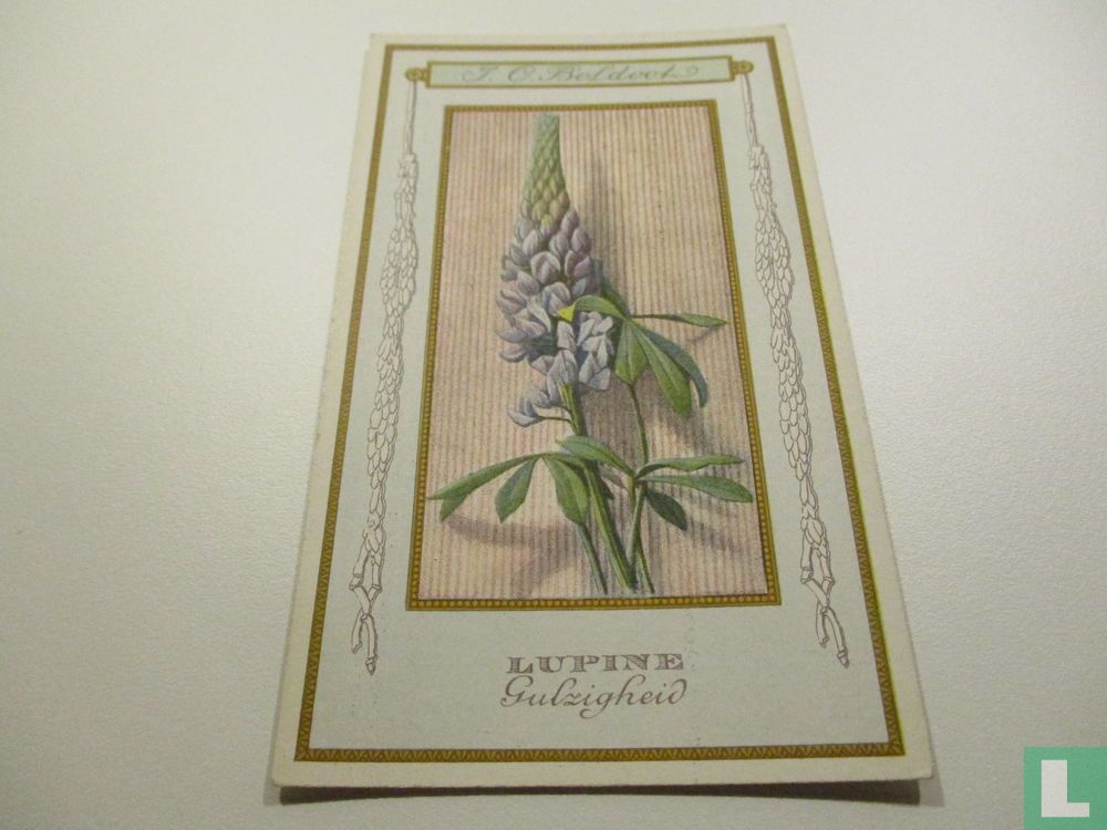 Lupine - Gulzigheid