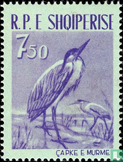 Grey Heron