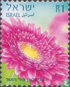 Gerberas